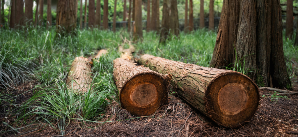 imagen Otros capitalismos