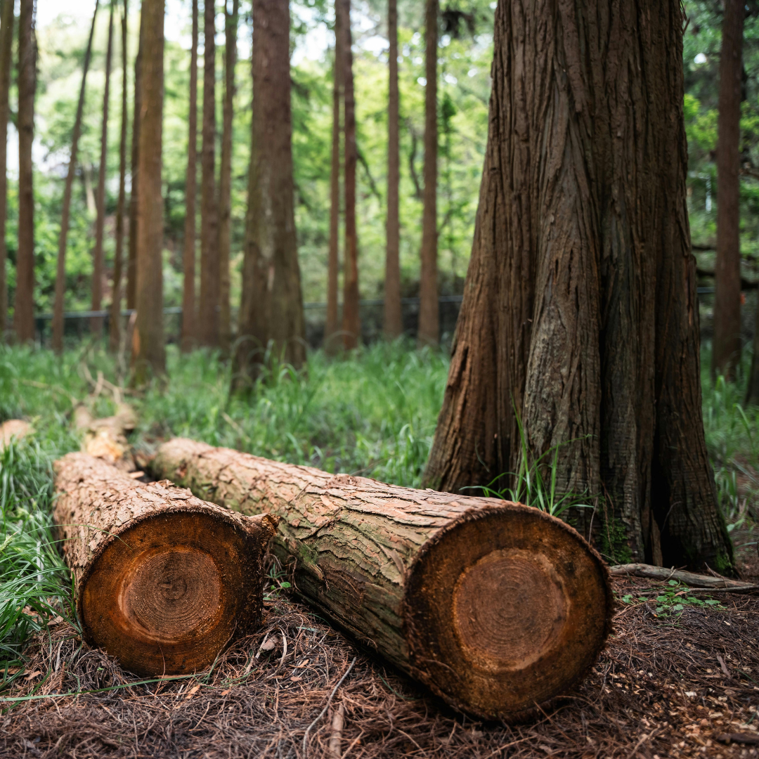 imagen Otros capitalismos